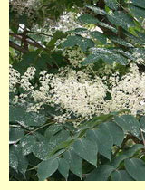 Аралия высокая - Aralia elata (Miq.) Seem. Аралия высокая - Aralia elata (Miq.) Seem.